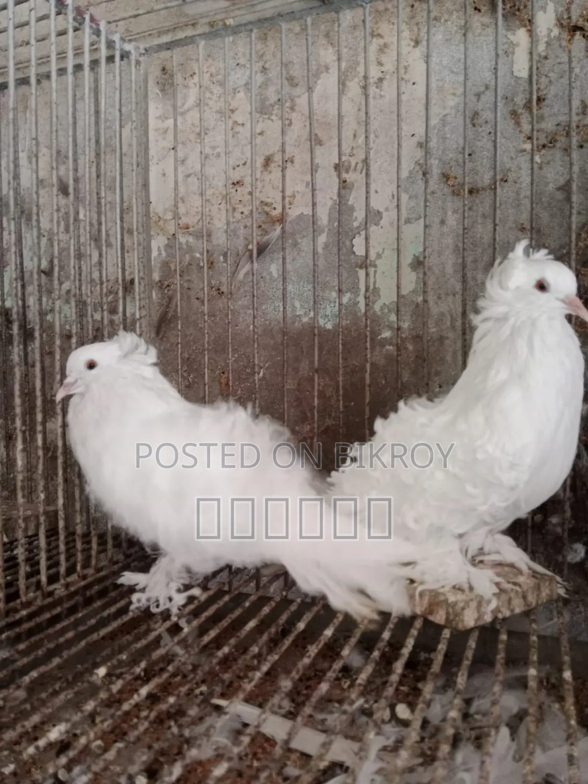 Fantail Pigeon