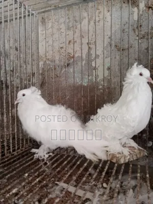 Fantail Pigeon