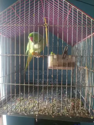Indian Ringneck Parrot