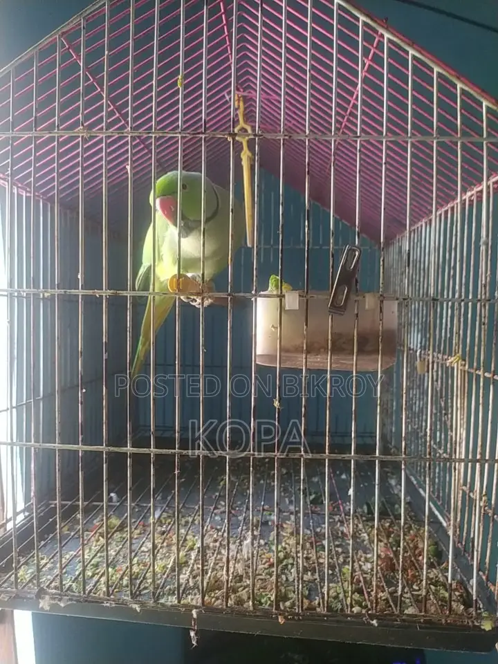 Indian Ringneck Parrot