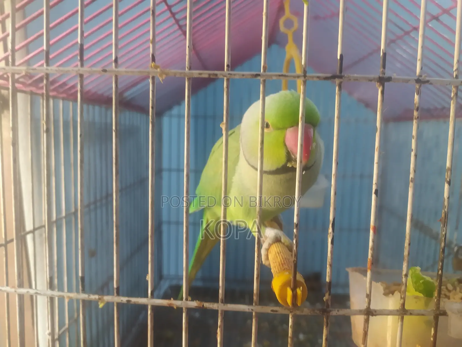 Indian Ringneck Parrot