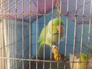 Indian Ringneck Parrot