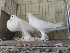 White Pomeranian Pigeon Running Pair