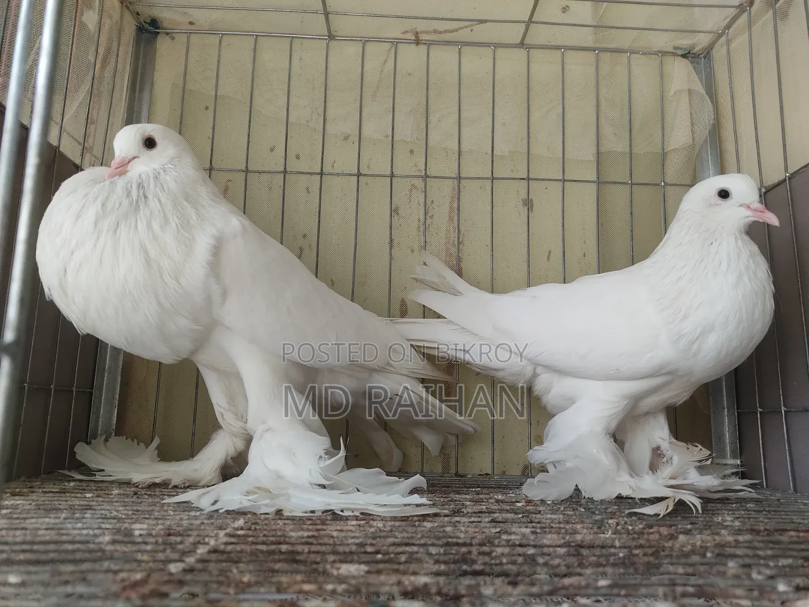 White Pomeranian Pigeon Running Pair