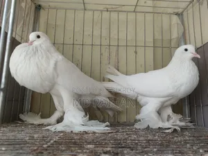 White Pomeranian Pigeon Running Pair