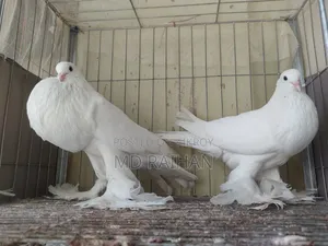 White Pomeranian Pigeon Running Pair