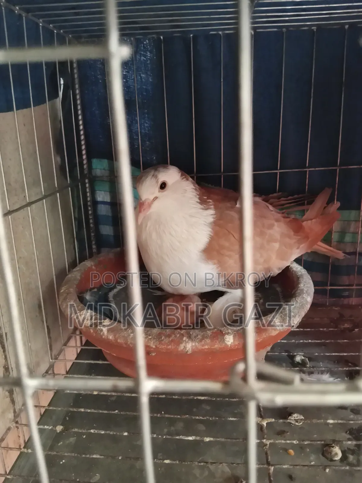 Siraji Pigeon Running Pair With Squab