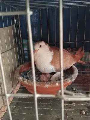 Siraji Pigeon Running Pair With Squab