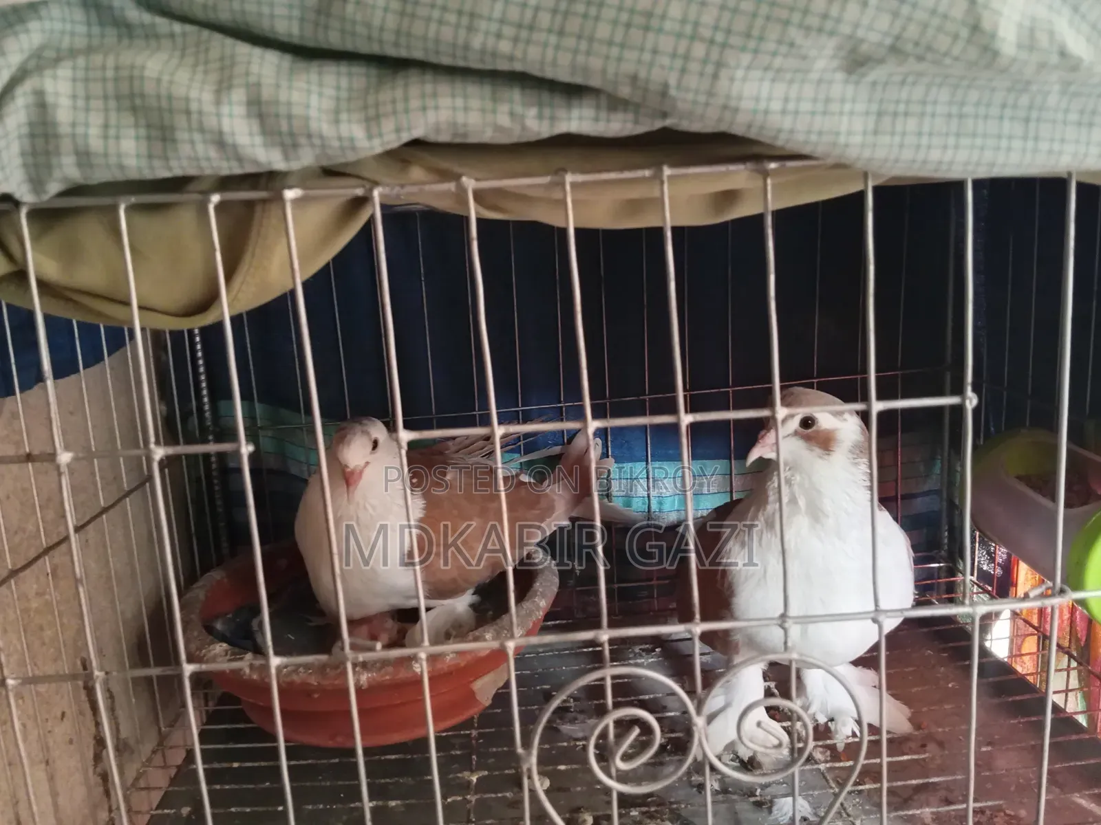 Siraji Pigeon Running Pair With Squab