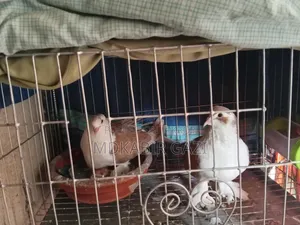 Siraji Pigeon Running Pair With Squab