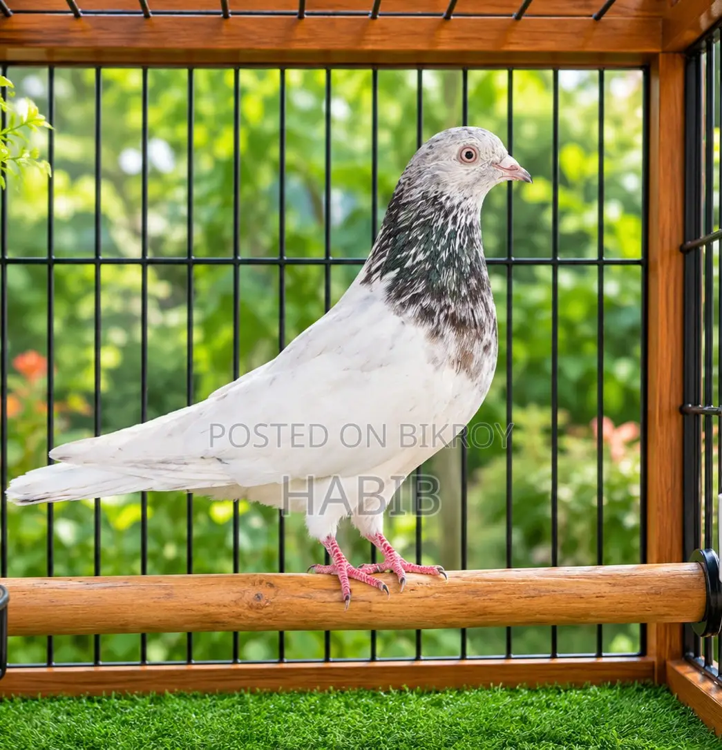 Giriraj Pigeon