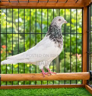 Giriraj Pigeon
