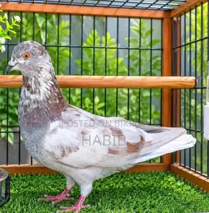 Giriraj Pigeon