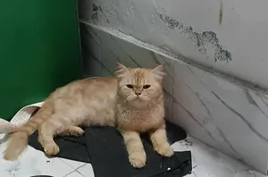 6-12 months Female Purebred Persian