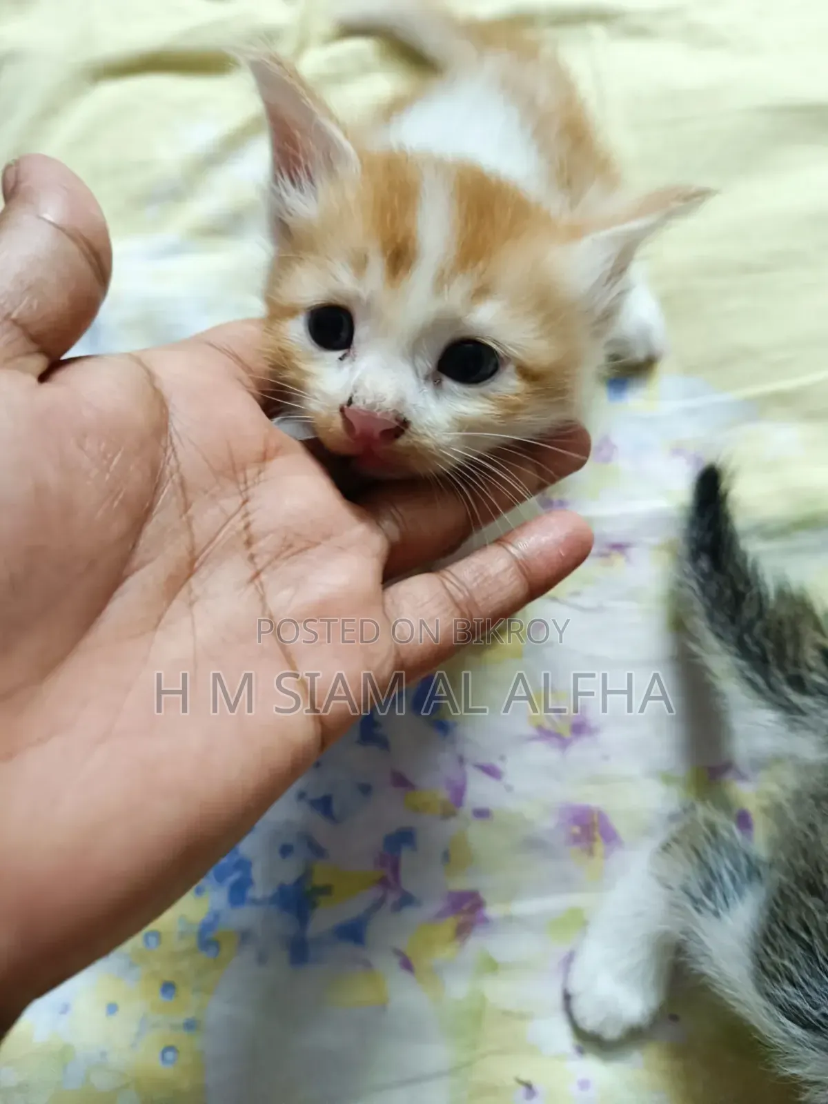 0-1 month Male Mixed Breed Cat