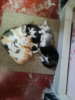 0-1 month Male Mixed Breed Cat