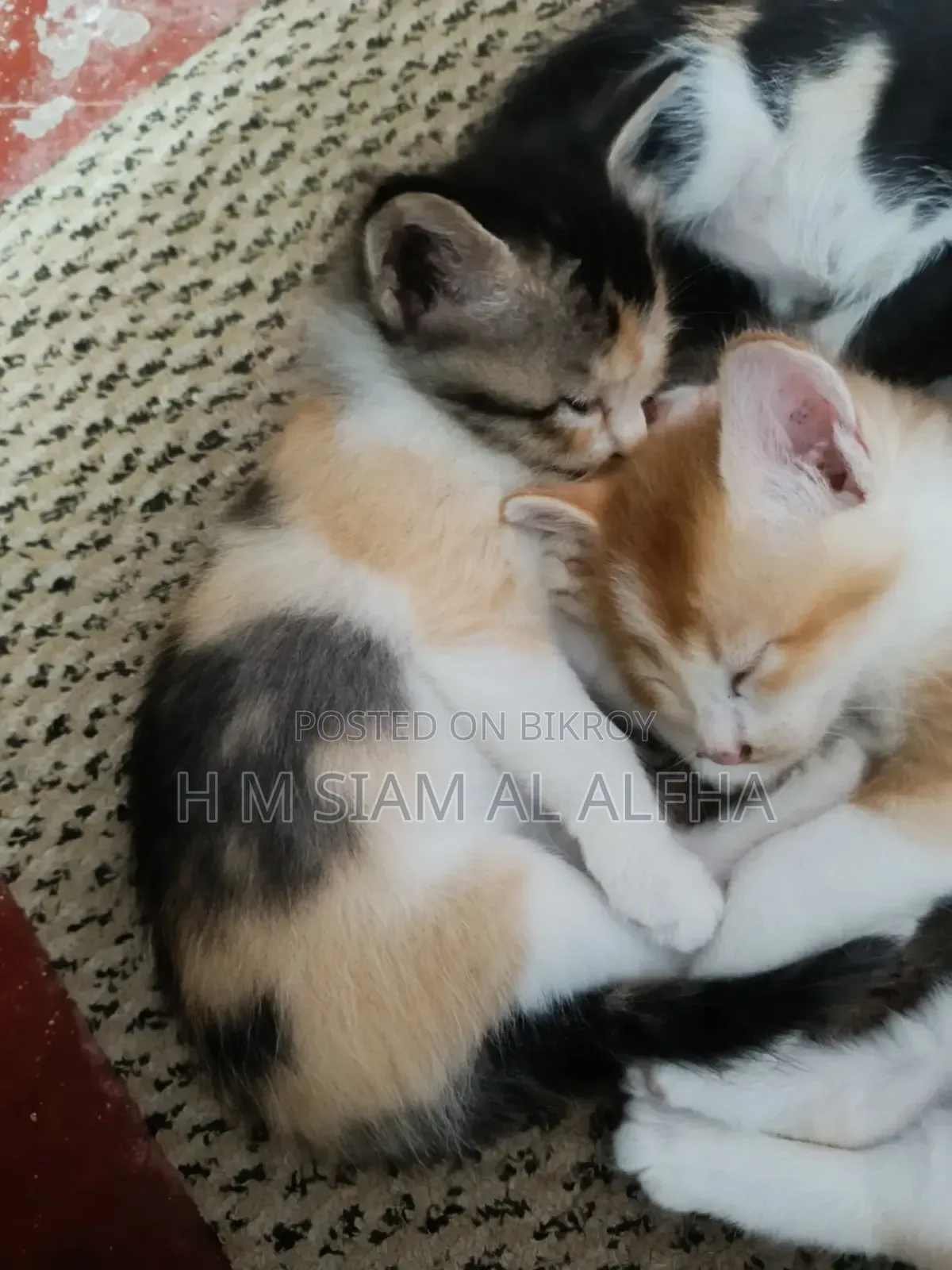 0-1 month Male Mixed Breed Cat