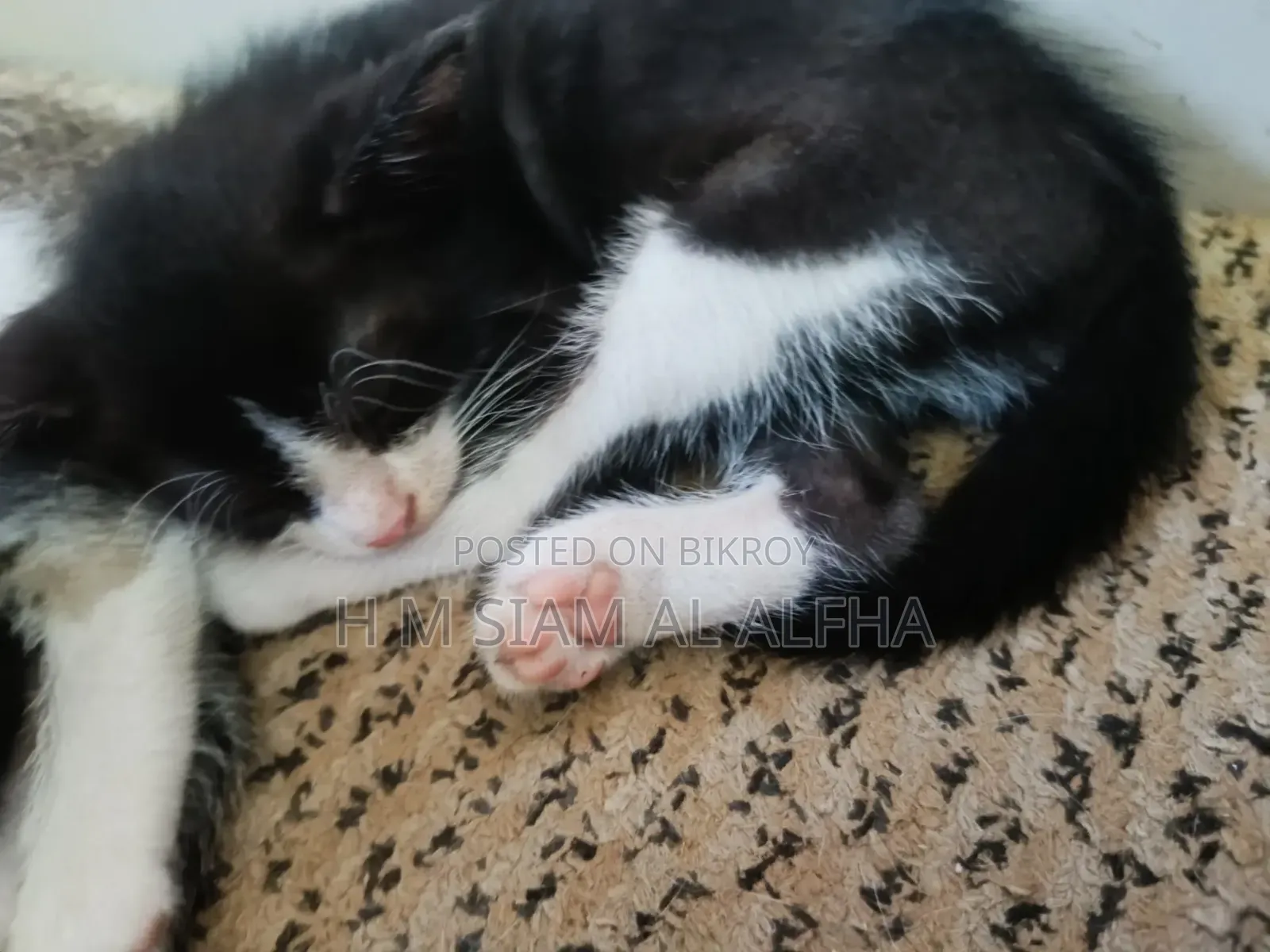 0-1 month Male Mixed Breed Cat