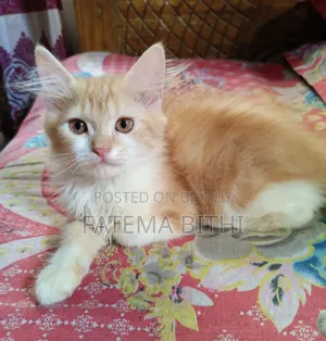 1-3 months Male Purebred Persian