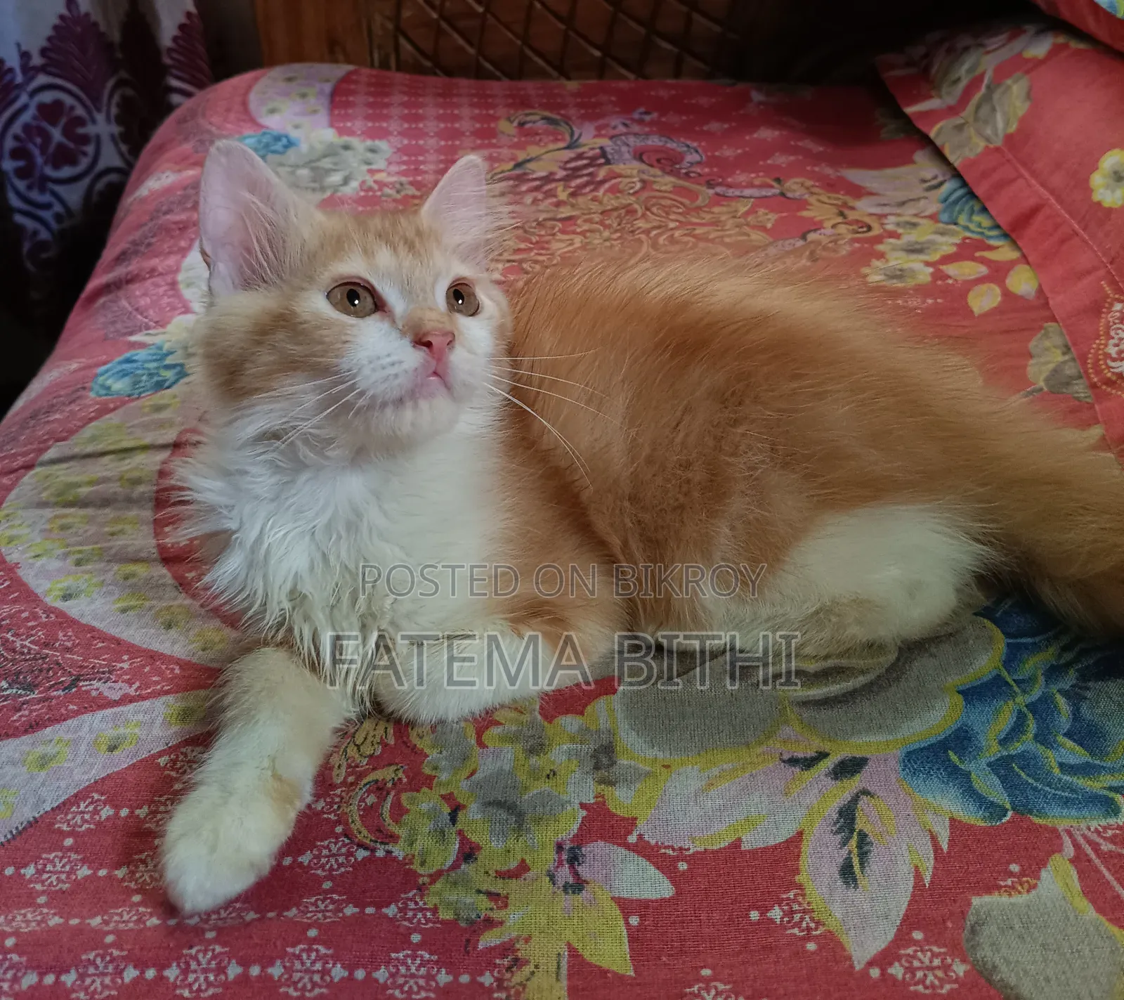 1-3 months Male Purebred Persian