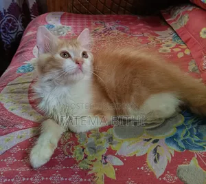 1-3 months Male Purebred Persian