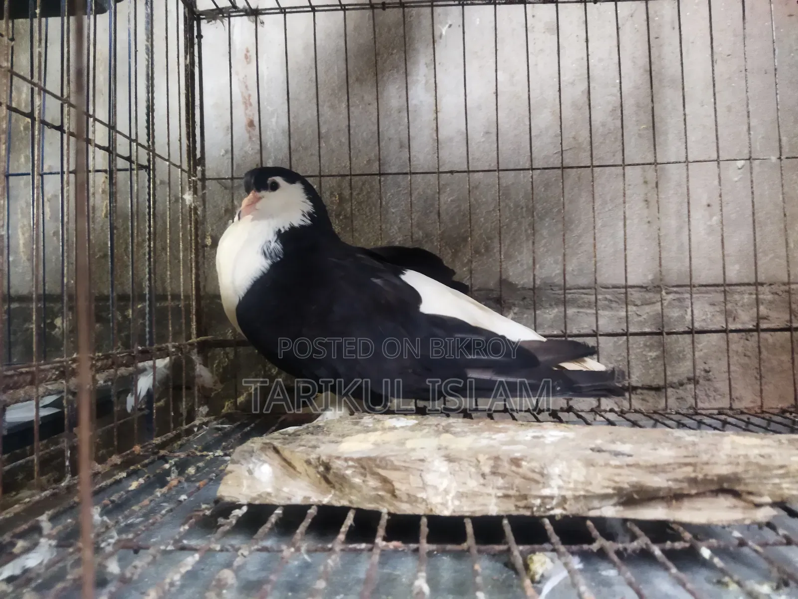 1 Running Siraji Female Pigeon