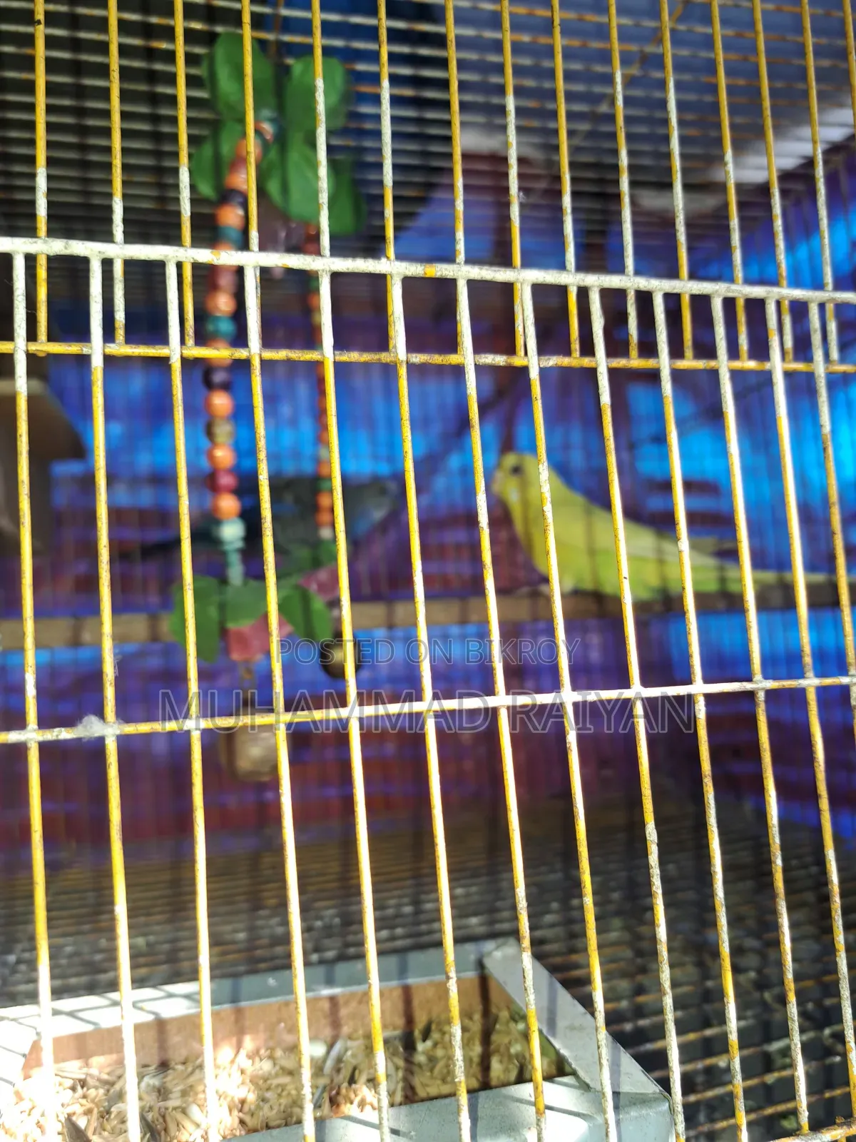 One pair of running Budgerigar