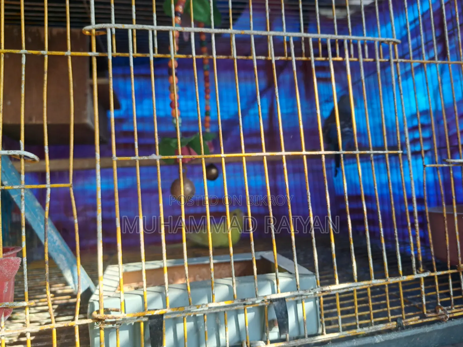 One pair of running Budgerigar