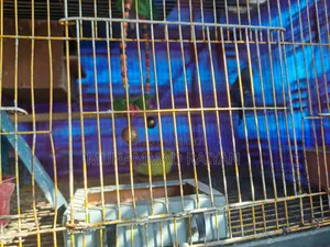 One pair of running Budgerigar