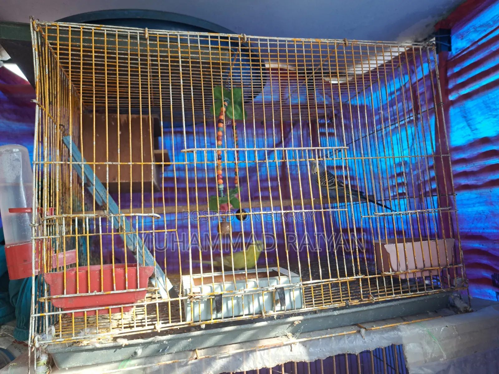 One pair of running Budgerigar