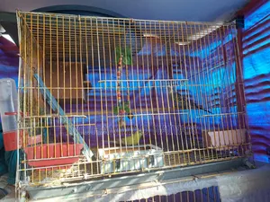 One pair of running Budgerigar
