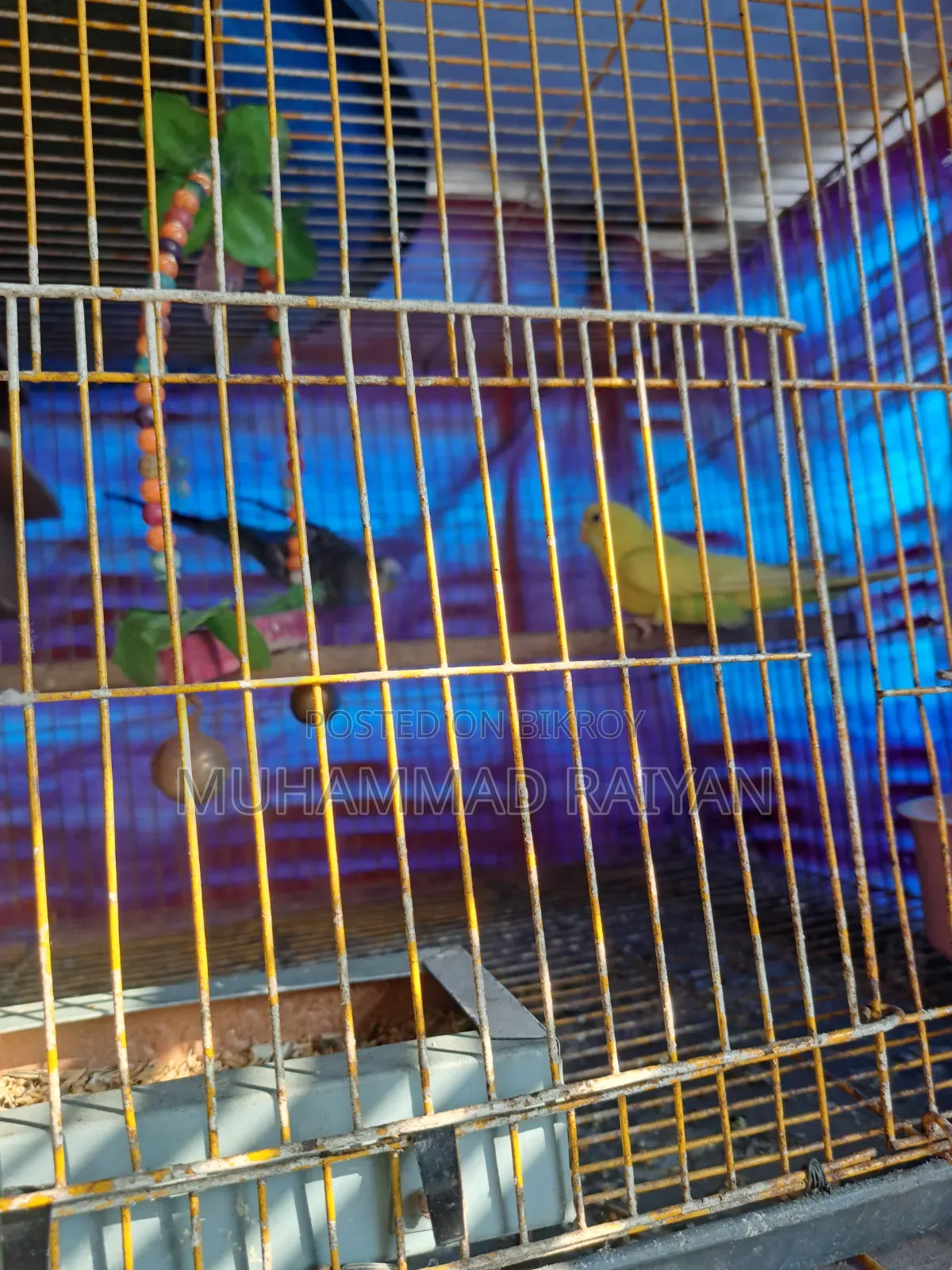 One pair of running Budgerigar