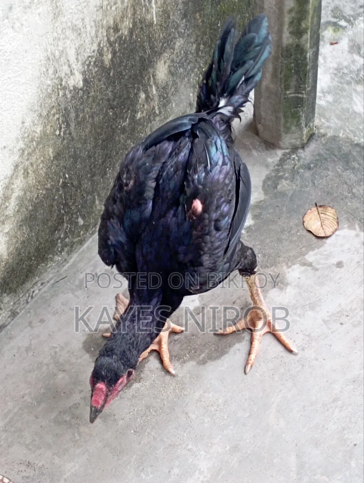 আঁচিল ফাইটার মুরগি ইন্ডিয়ান