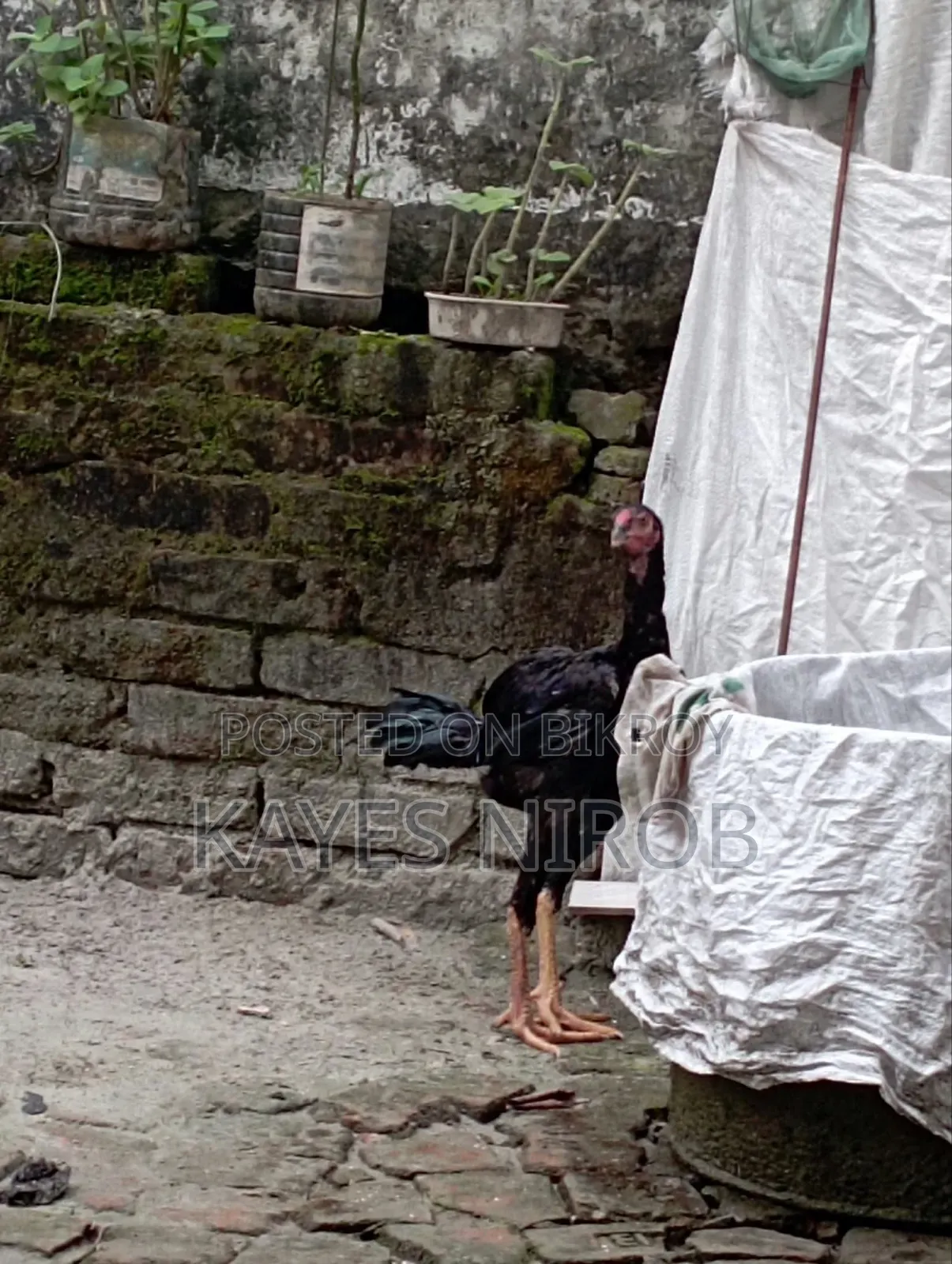 আঁচিল ফাইটার মুরগি ইন্ডিয়ান