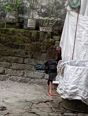 আঁচিল ফাইটার মুরগি ইন্ডিয়ান
