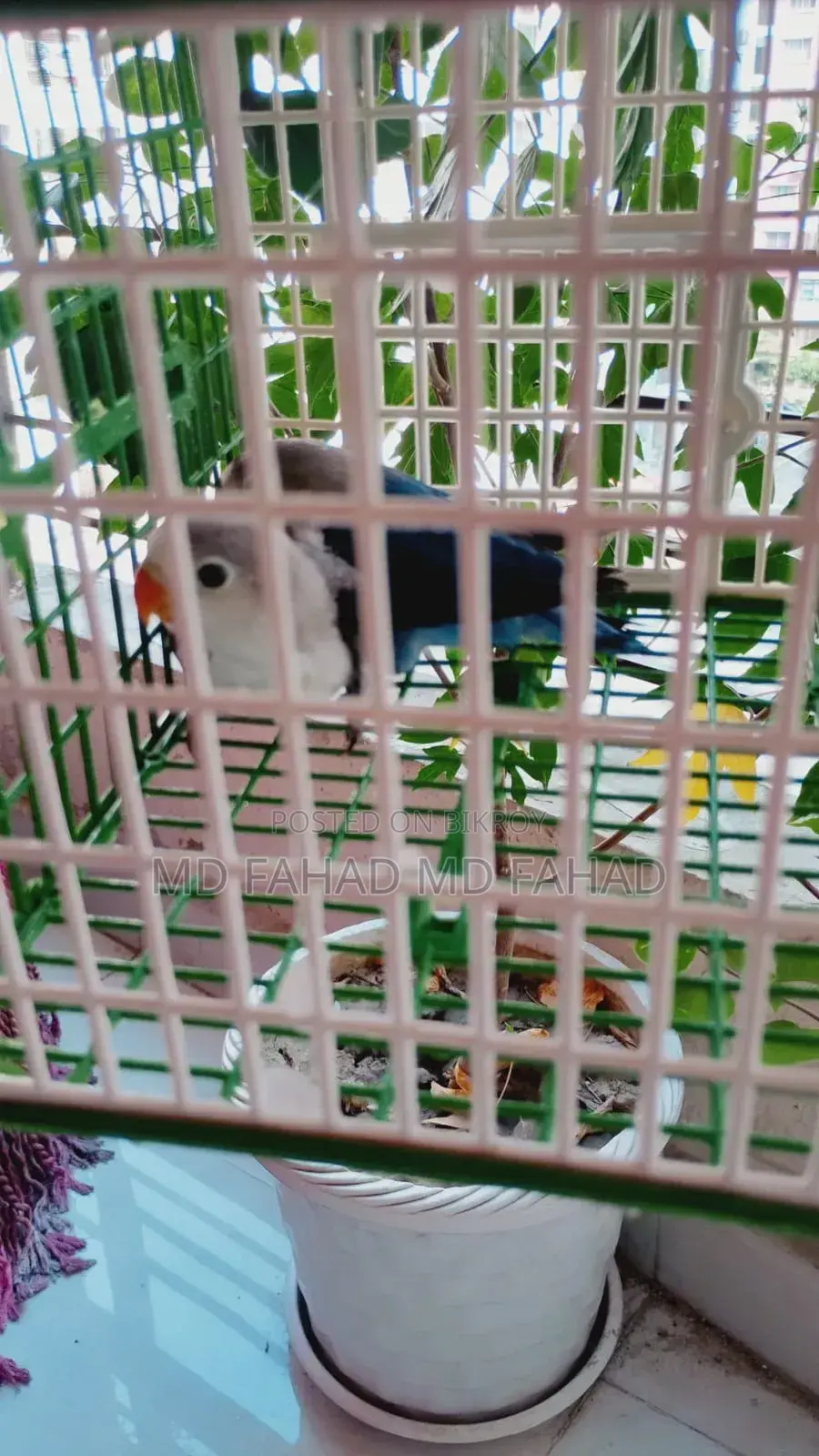 Love Bird Baby