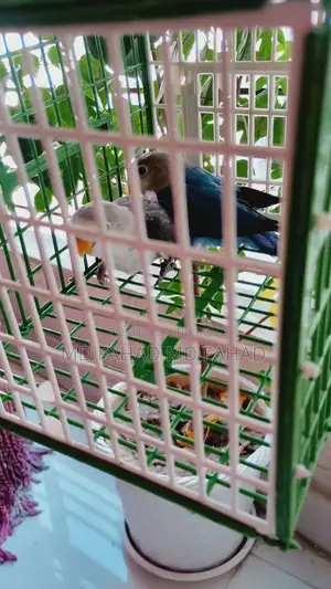 Love Bird Baby