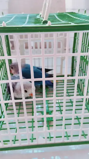 Love Bird Baby