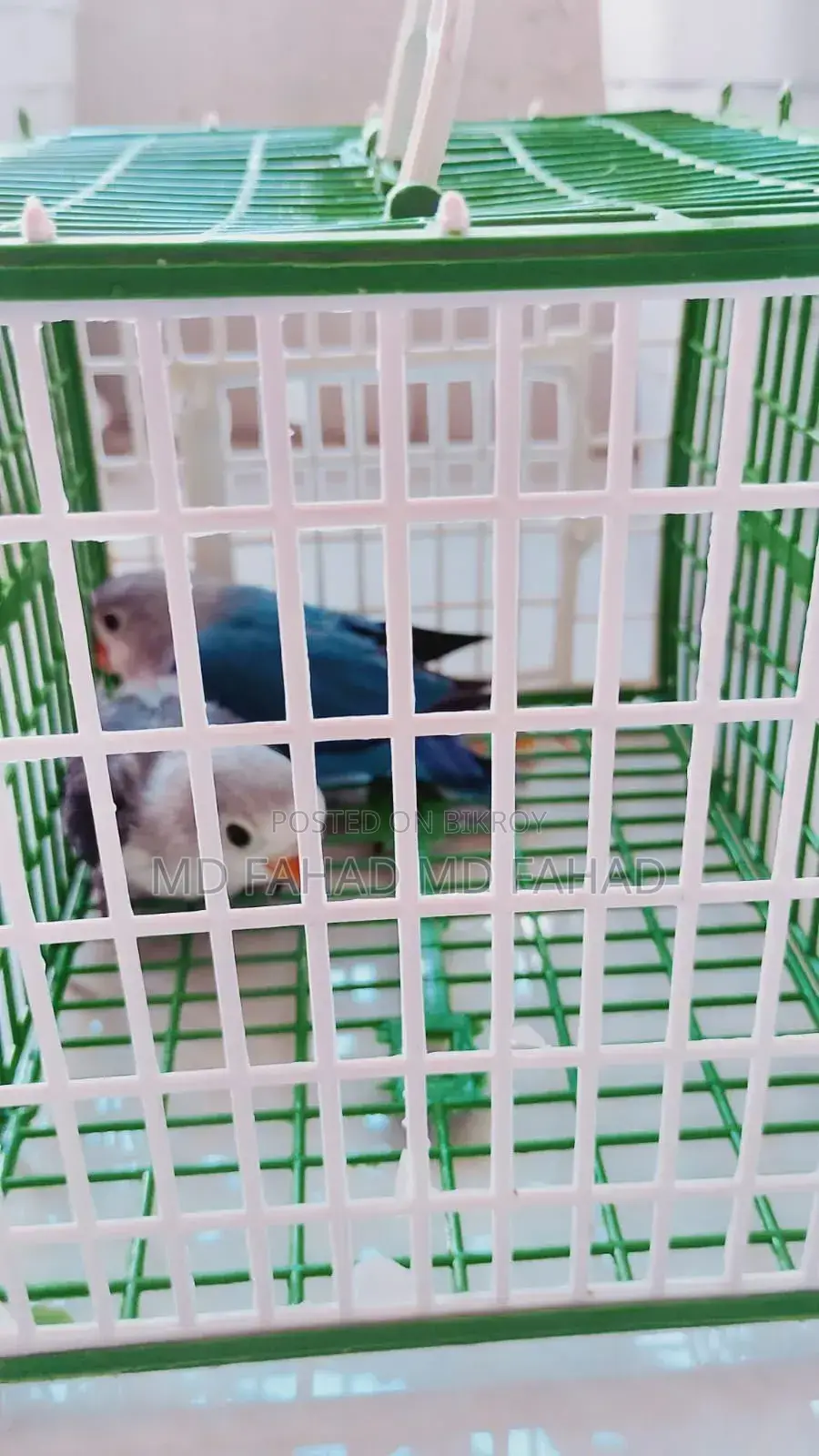 Love Bird Baby