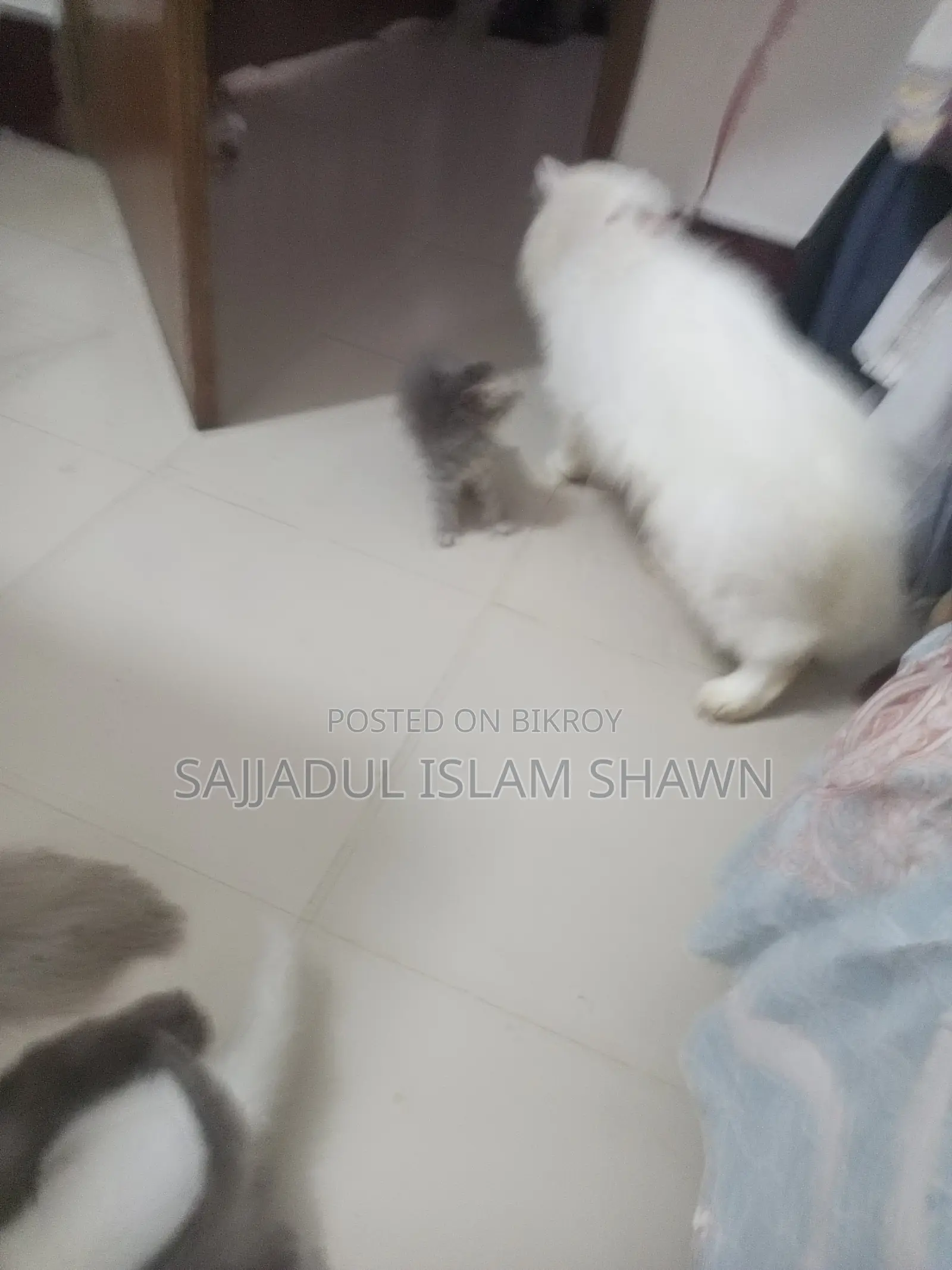 1-3 months Male Purebred Persian