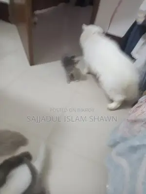 1-3 months Male Purebred Persian