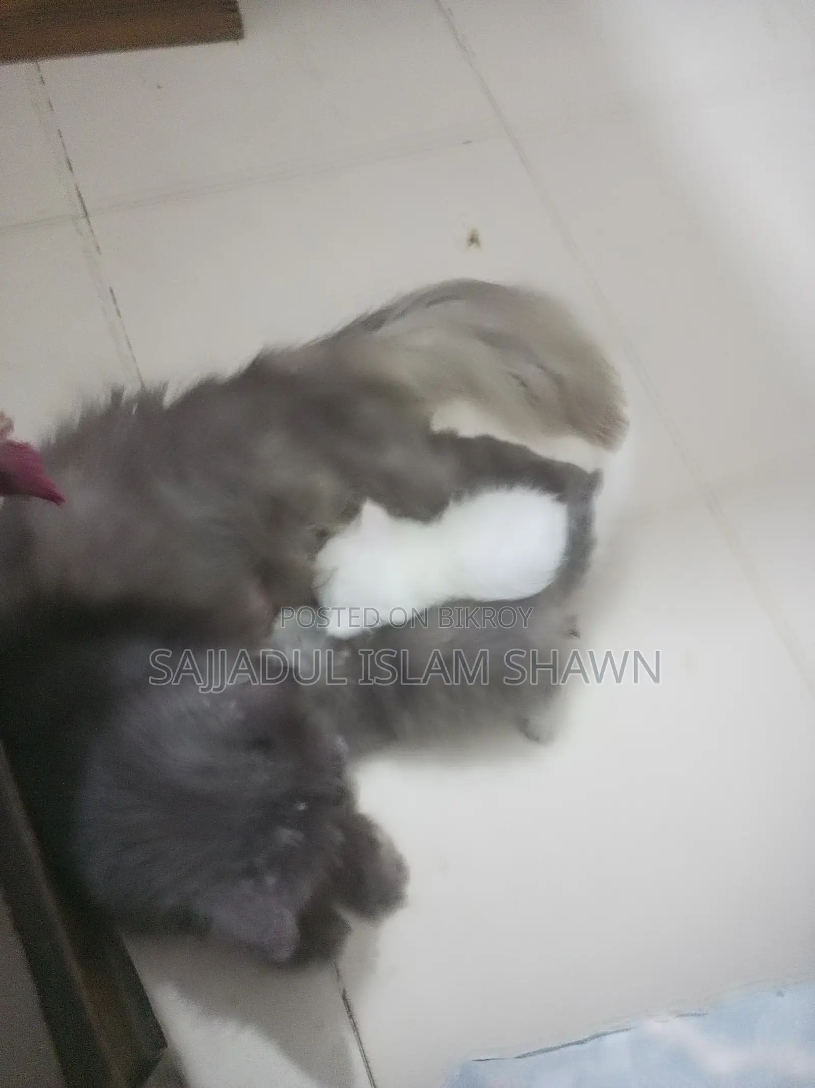 1-3 months Male Purebred Persian