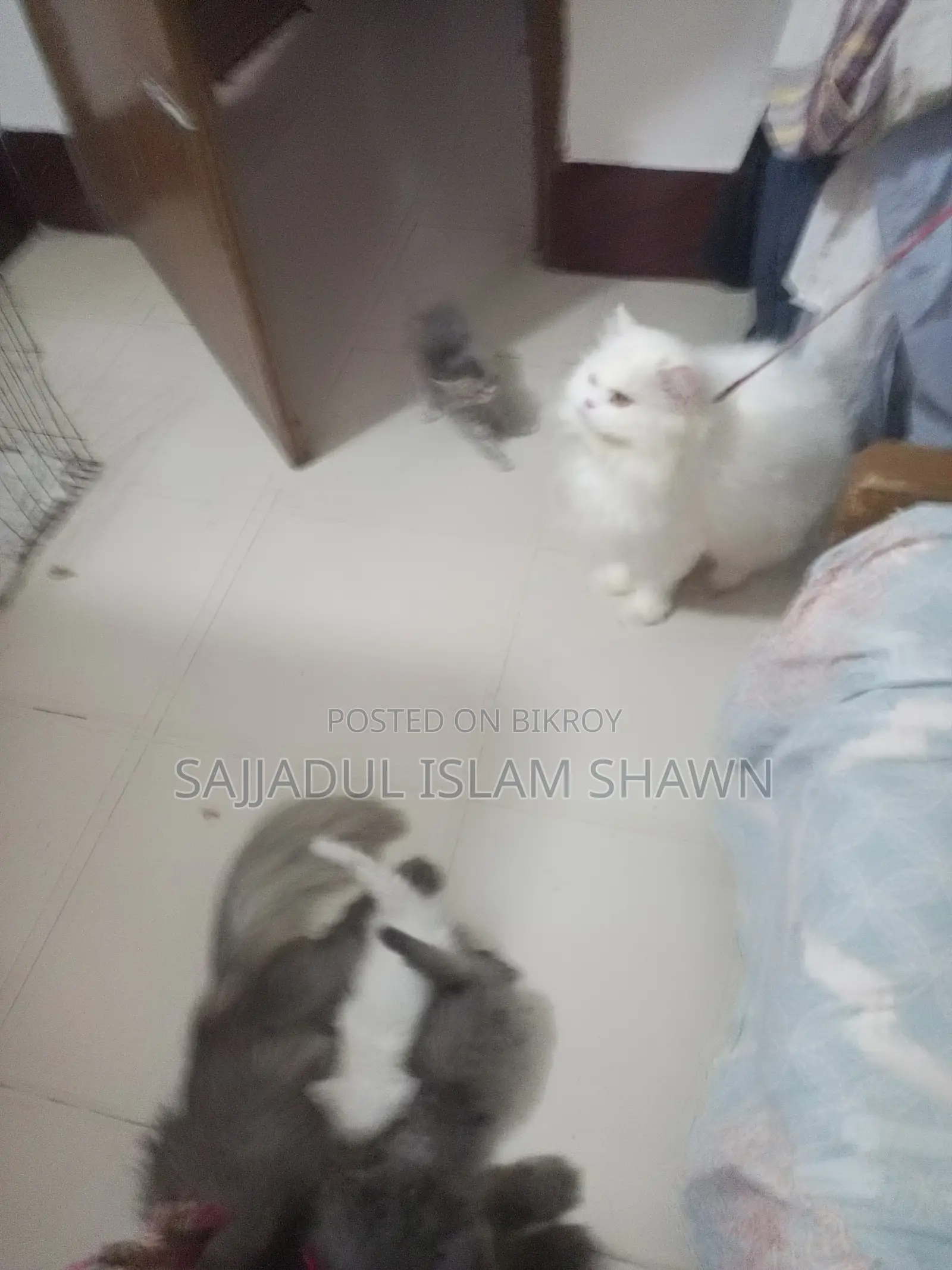 1-3 months Male Purebred Persian