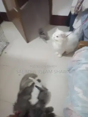 1-3 months Male Purebred Persian