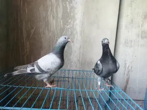 1 Pair of Racer Pigeons