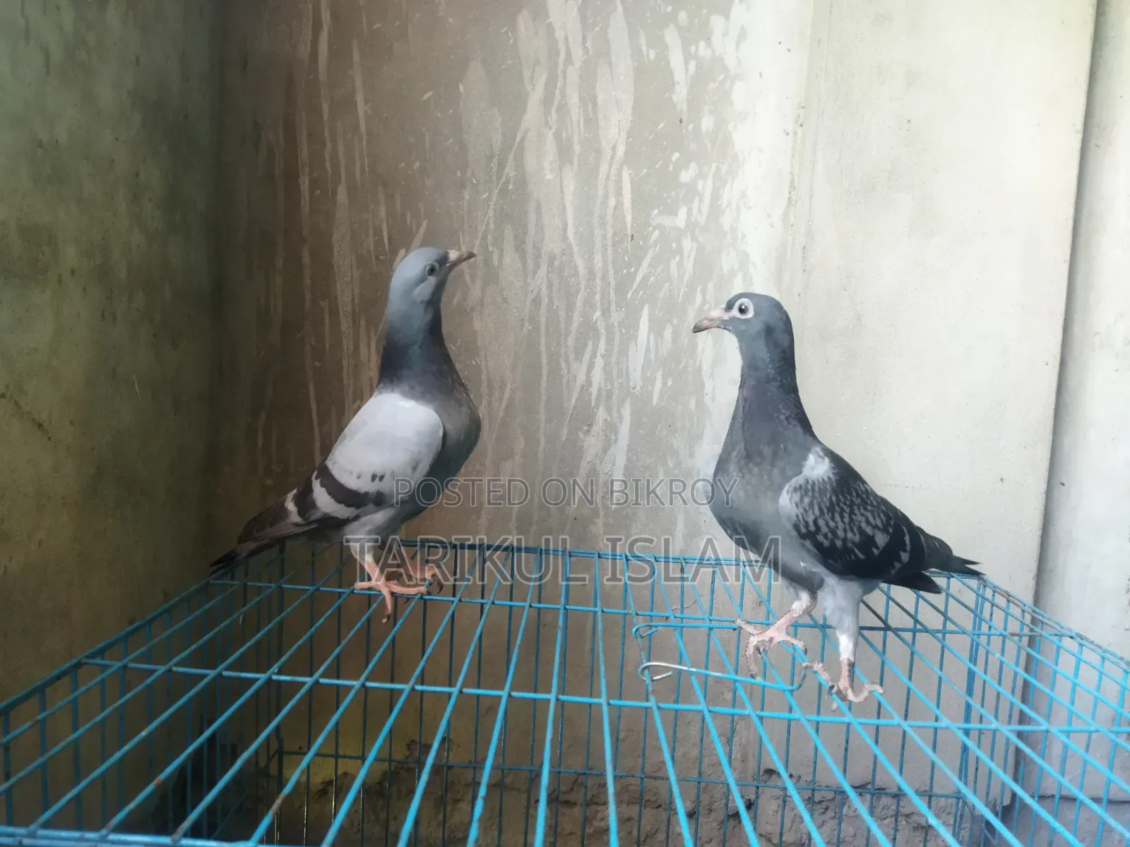 1 Pair of Racer Pigeons