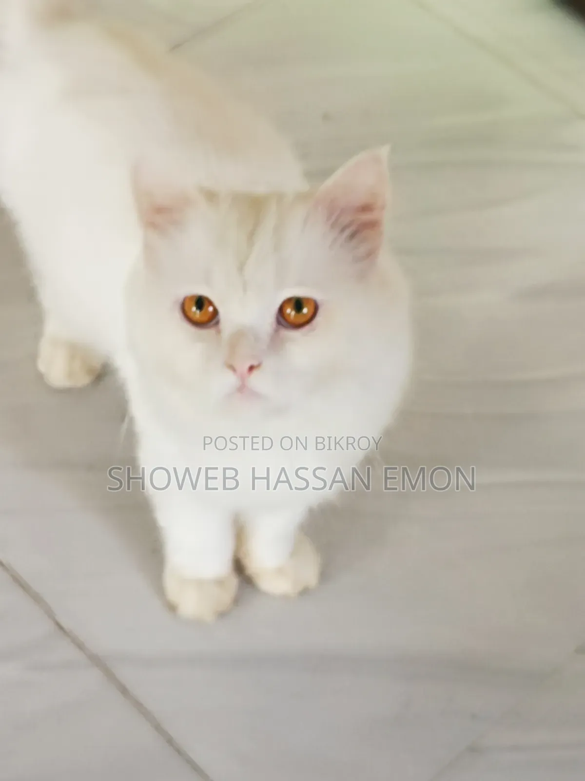 1+ year Male Purebred Persian