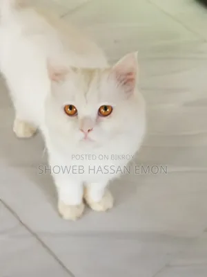 1+ year Male Purebred Persian