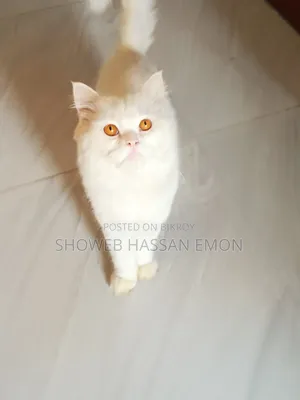 1+ year Male Purebred Persian