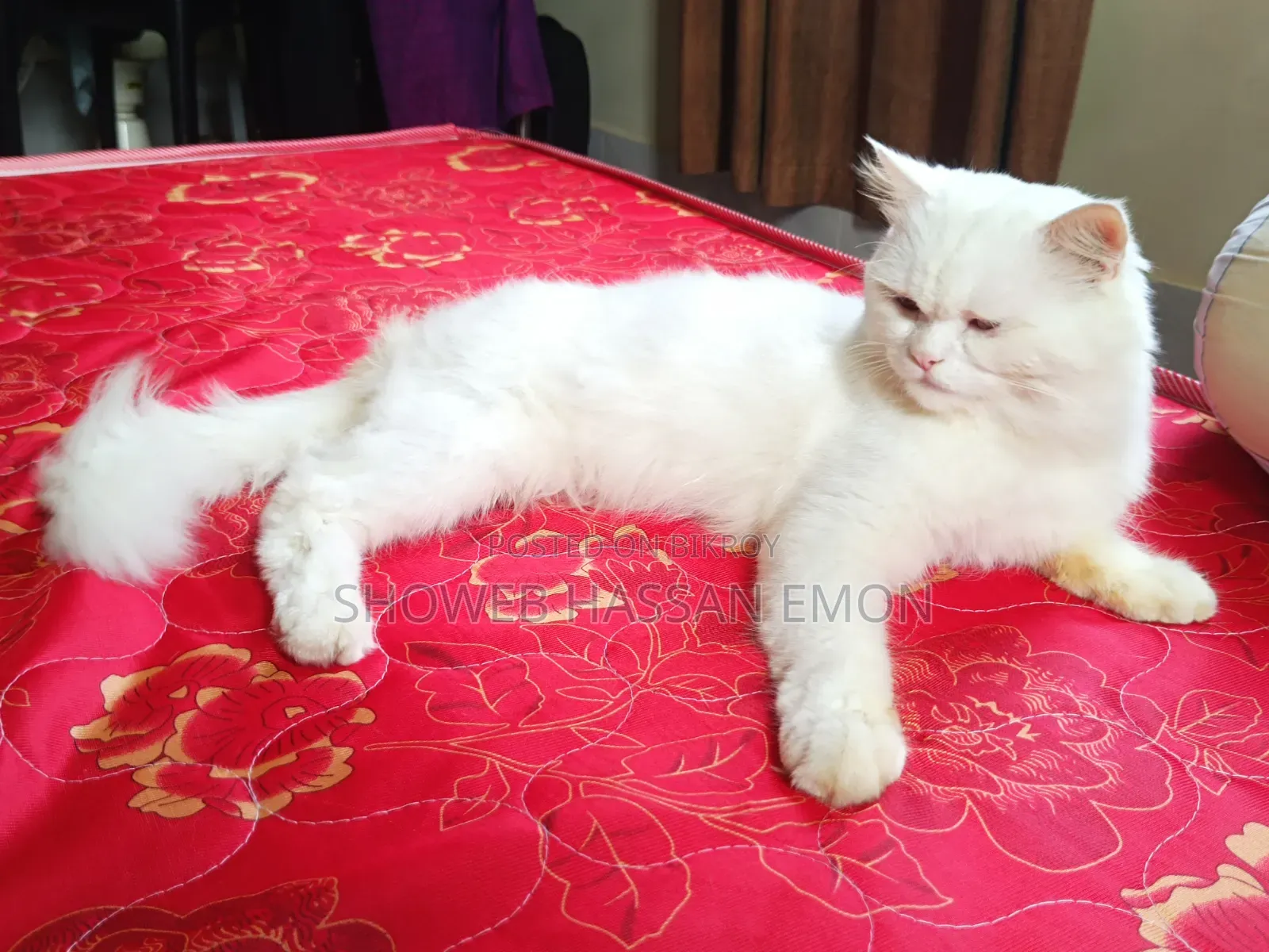 1+ year Male Purebred Persian